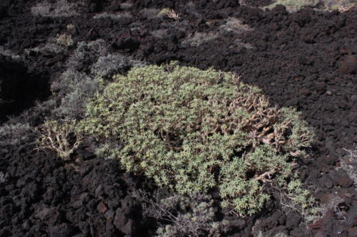 Tenerife
